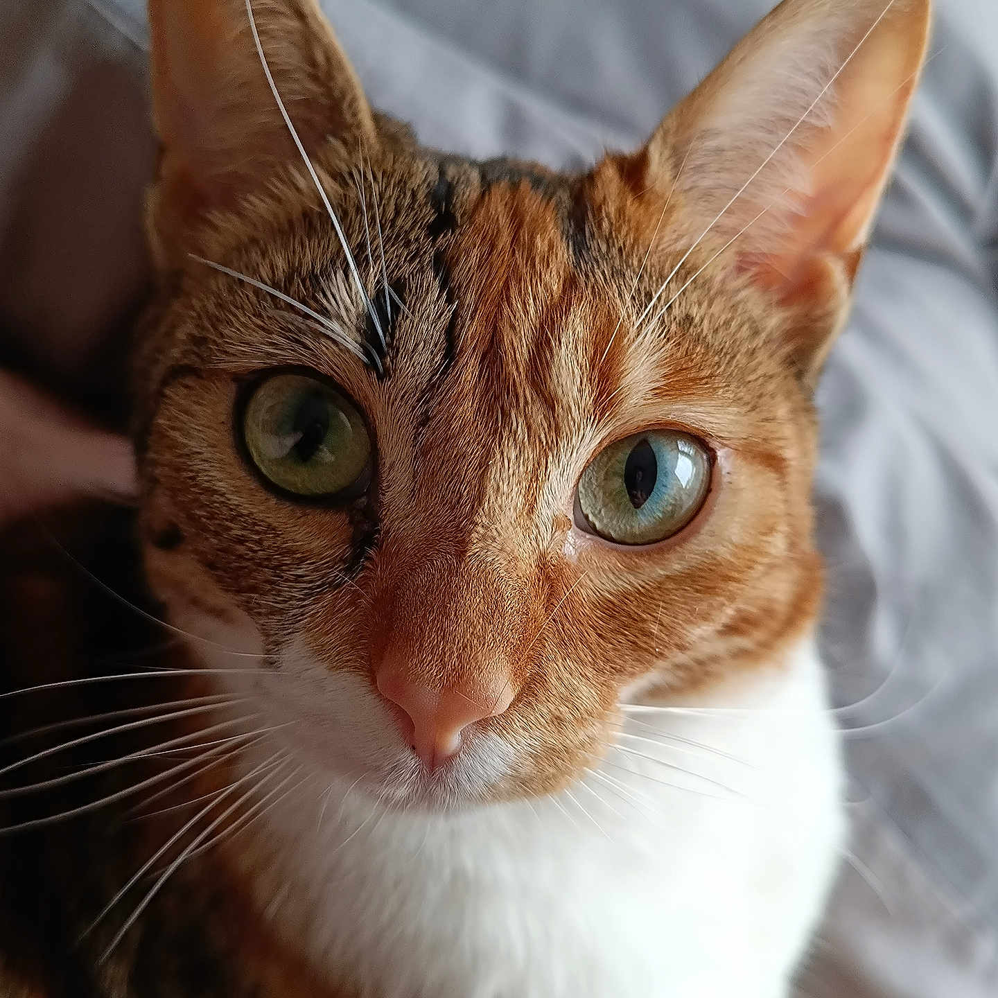 Cannelle