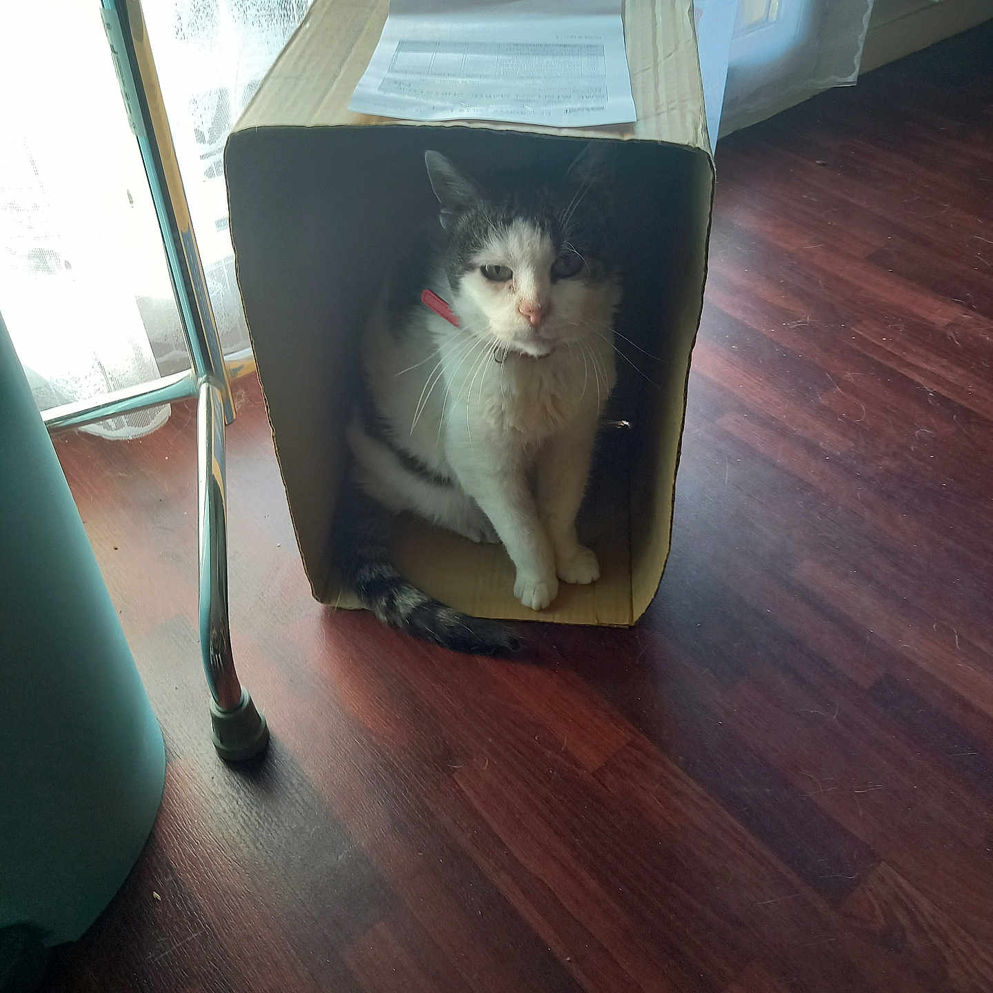 Pupuce. participe au concours pour gagner de l'argent avec cette photo : animal, cardboard_box, cat, collar, cozy, curious, curtains, daylight, domestic, feline, flooring, home, indoor, paper, pet, sitting, sunlight, whiskers, window, wooden_floor