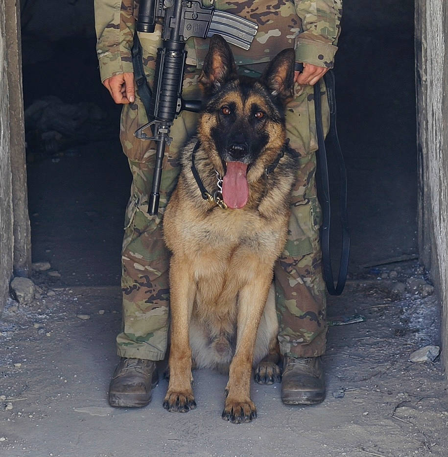 Akim joined the competition — help win amazing prizes! canidae, carnivore, companion_dog, dog, dog_breed, door, east_european_shepherd, fawn, fur, german_shepherd_dog, guard_dog, herding_dog, king_shepherd, law_enforcement, old_german_shepherd_dog, organization, snout, sporting_group, working_animal, working_dog