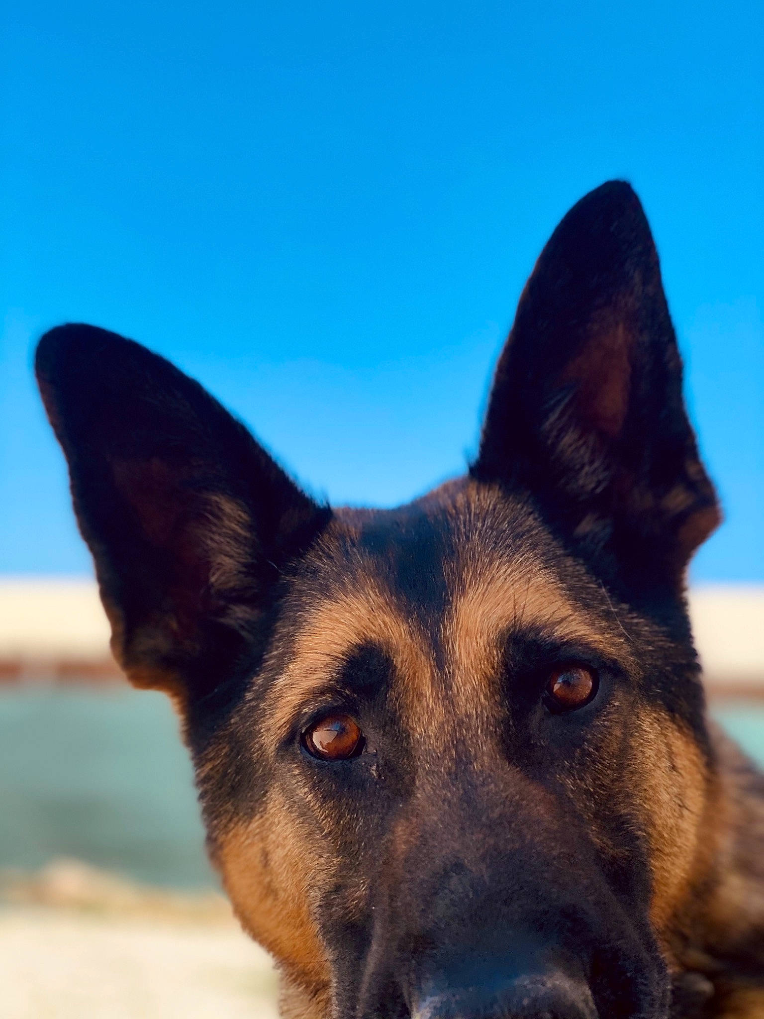 Akim joined the competition — help win amazing prizes! canidae, carnivore, dog, dog_breed, east_european_shepherd, electric_blue, eye, fawn, fur, german_shepherd_dog, herding_dog, jaw, king_shepherd, old_german_shepherd_dog, sky, snout, sporting_group, water, whiskers, working_dog