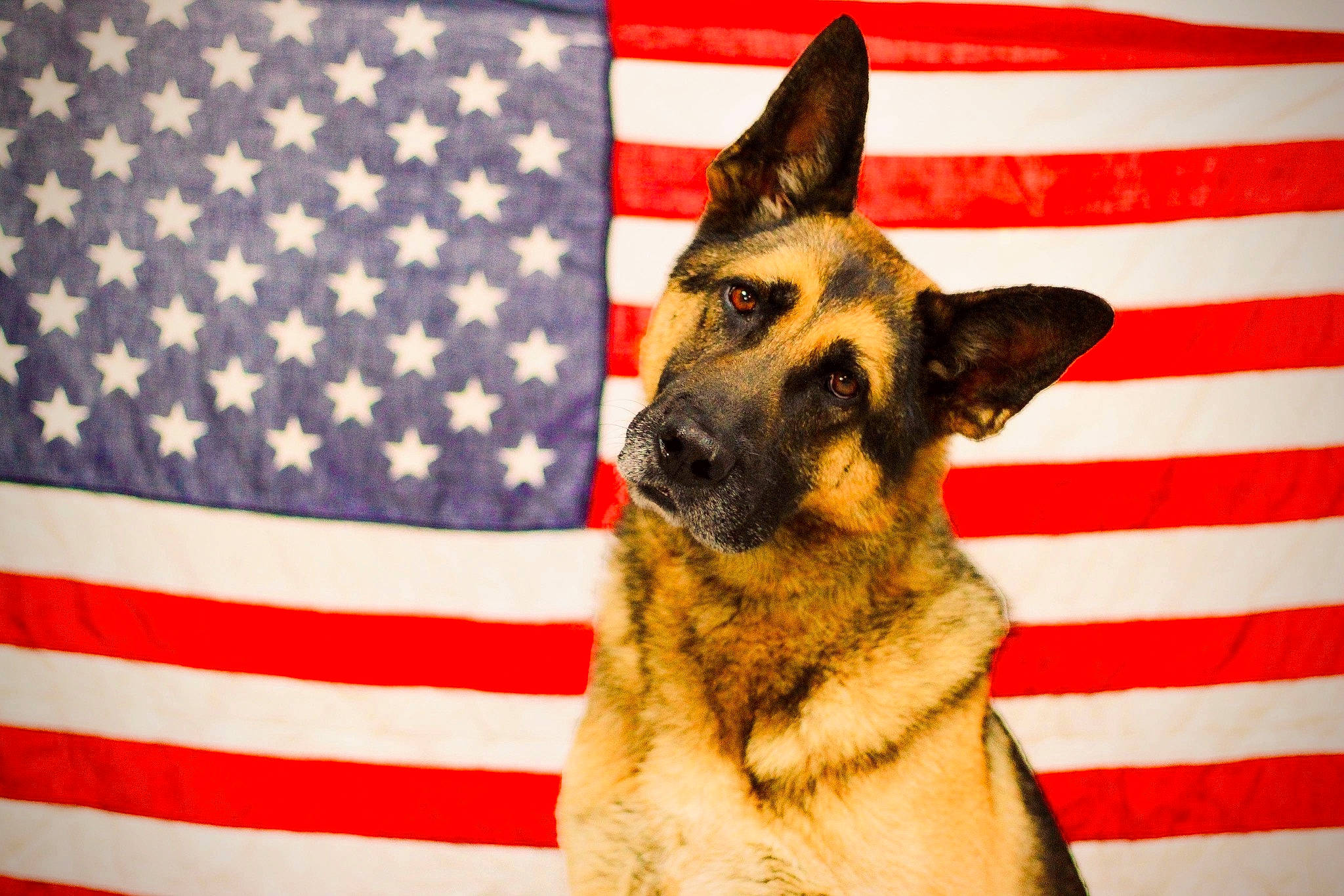 Akim is registered to the contest to win money with this photo: belgian_shepherd_malinois, carnivore, companion_dog, dog, dog_breed, dog_supply, east_european_shepherd, event, fawn, flag, flag_day_usa, flag_of_the_united_states, fur, german_shepherd_dog, herding_dog, king_shepherd, old_german_shepherd_dog, pattern, snout, sporting_group