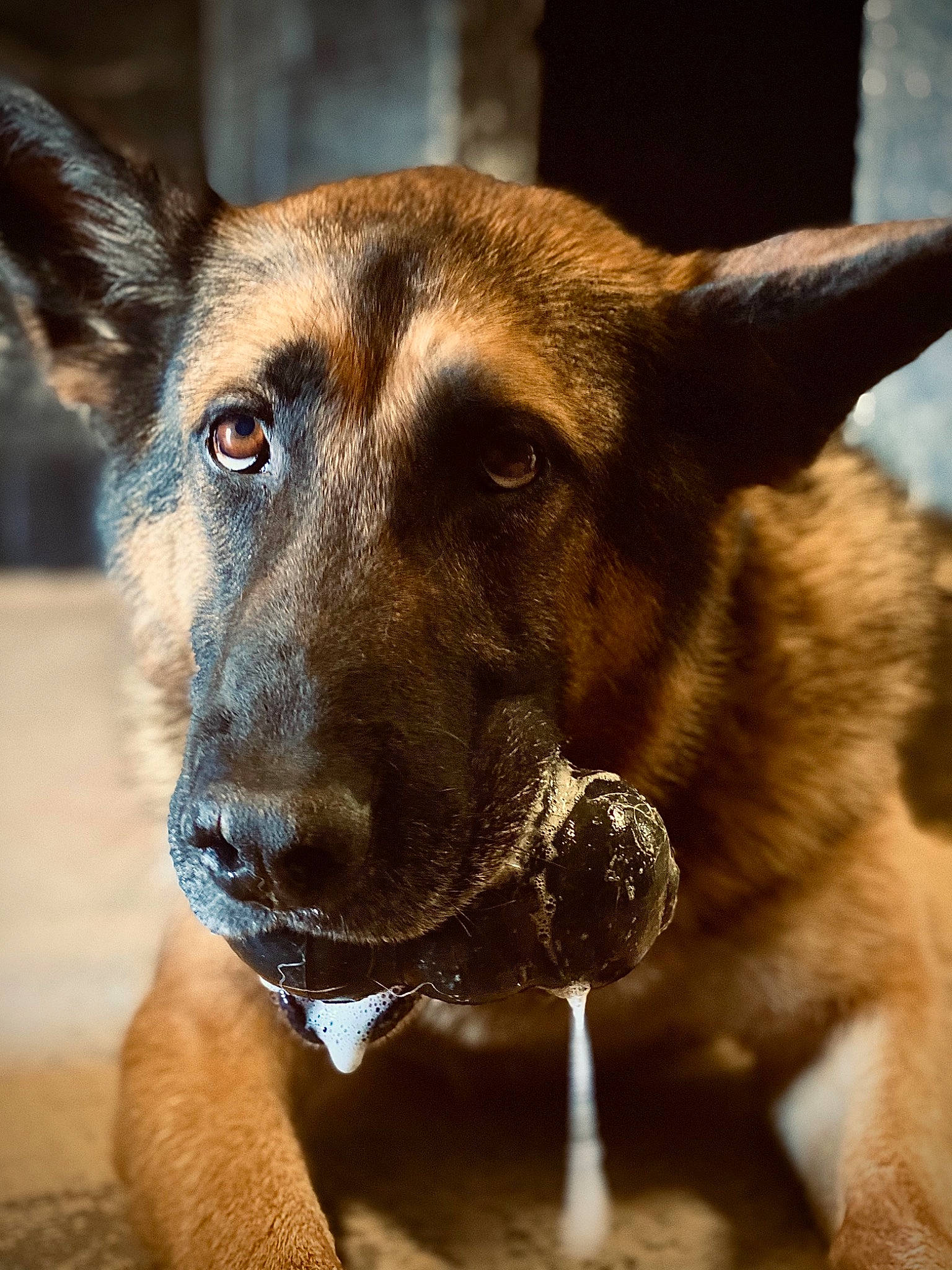 Akim is registered to the contest to win money with this photo: carnivore, collar, companion_dog, dog, dog_breed, dog_collar, fawn, fur, german_shepherd_dog, guard_dog, herding_dog, jaw, old_german_shepherd_dog, snout, sporting_group, street_dog, whiskers, window, working_animal, working_dog