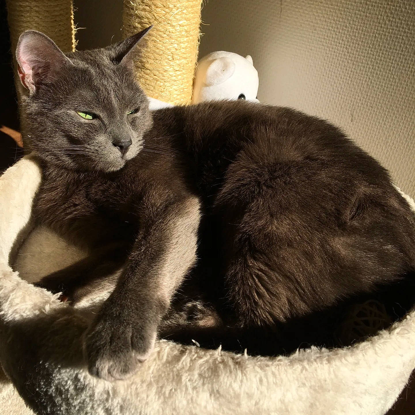 Breezy a rejoint le concours — aidez-le/la à gagner de superbes lots ! carnivore, cat, claw, comfort, domestic_short_haired_cat, felidae, fur, grey, monochrome, monochrome_photography, paw, russian_blue, small_to_medium_sized_cats, snout, tail, terrestrial_animal, whiskers, wildlife