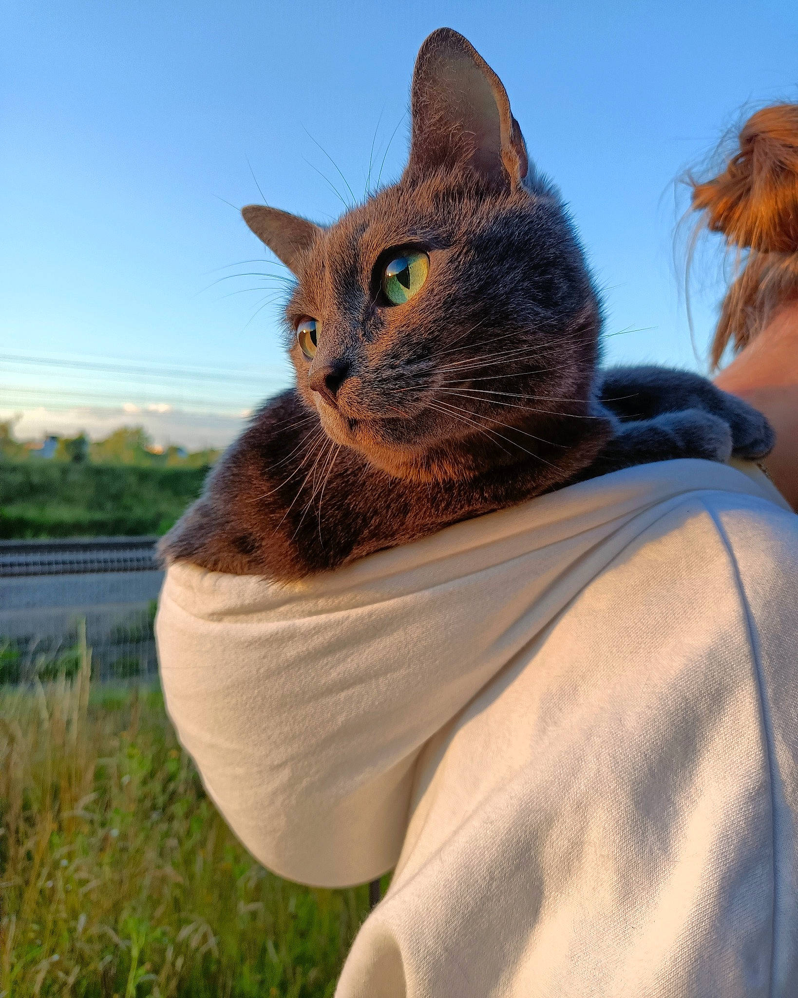 Breezy participe au concours pour gagner de l'argent avec cette photo : carnivore, cat, domestic_short_haired_cat, eye, fawn, felidae, fur, grass, hand, human_body, plant, sitting, sky, small_to_medium_sized_cats, snout, tail, terrestrial_animal, tree, whiskers, wildlife