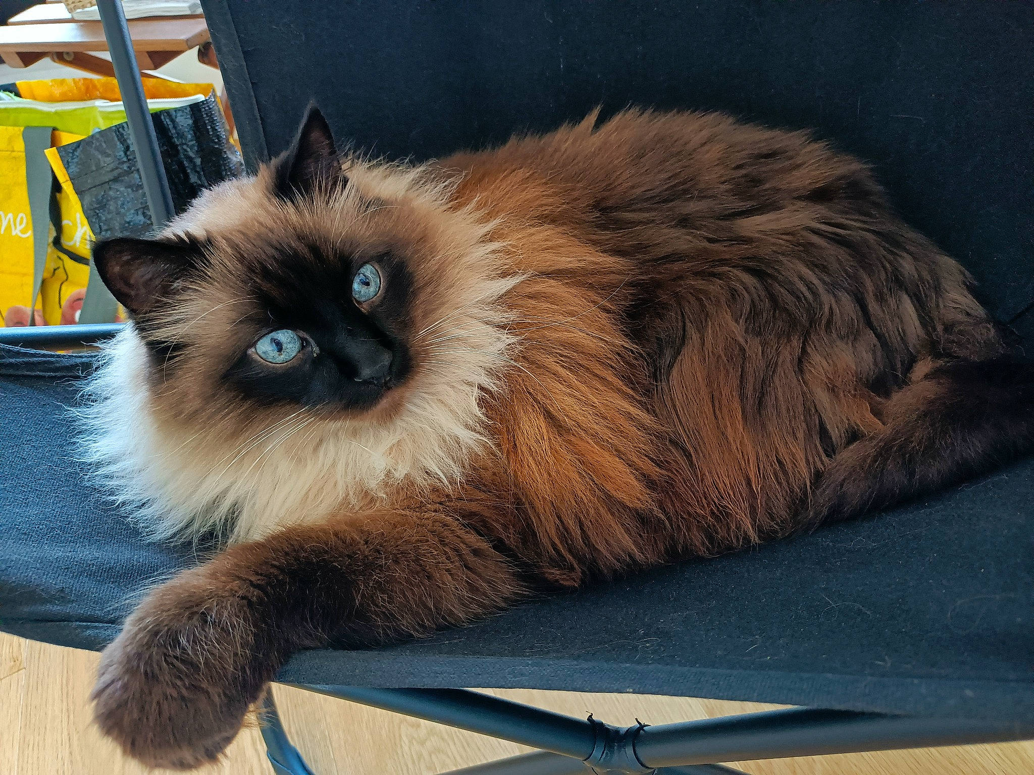 Cappuccino participe au concours pour gagner de l'argent avec cette photo : balinese, birman, carnivore, cat, fawn, felidae, fur, iris, siamese, small_to_medium_sized_cats, snout, whiskers