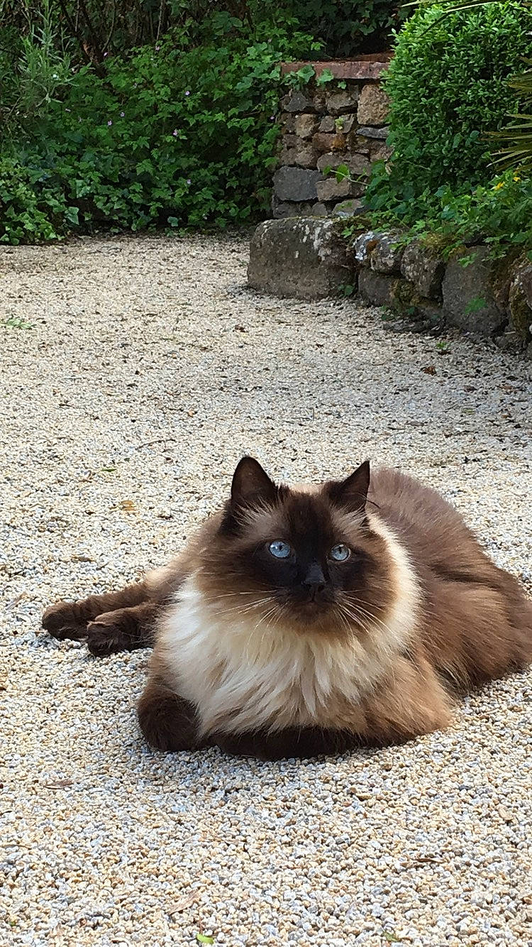 Cappuccino participe au concours pour gagner de l'argent avec cette photo : asian_semi_longhair, balinese, birman, carnivore, cat, domestic_long_haired_cat, fawn, felidae, fur, grass, himalayan, mammal, norwegian_forest_cat, persian, ragamuffin, ragdoll, siamese, small_to_medium_sized_cats, tail, whiskers