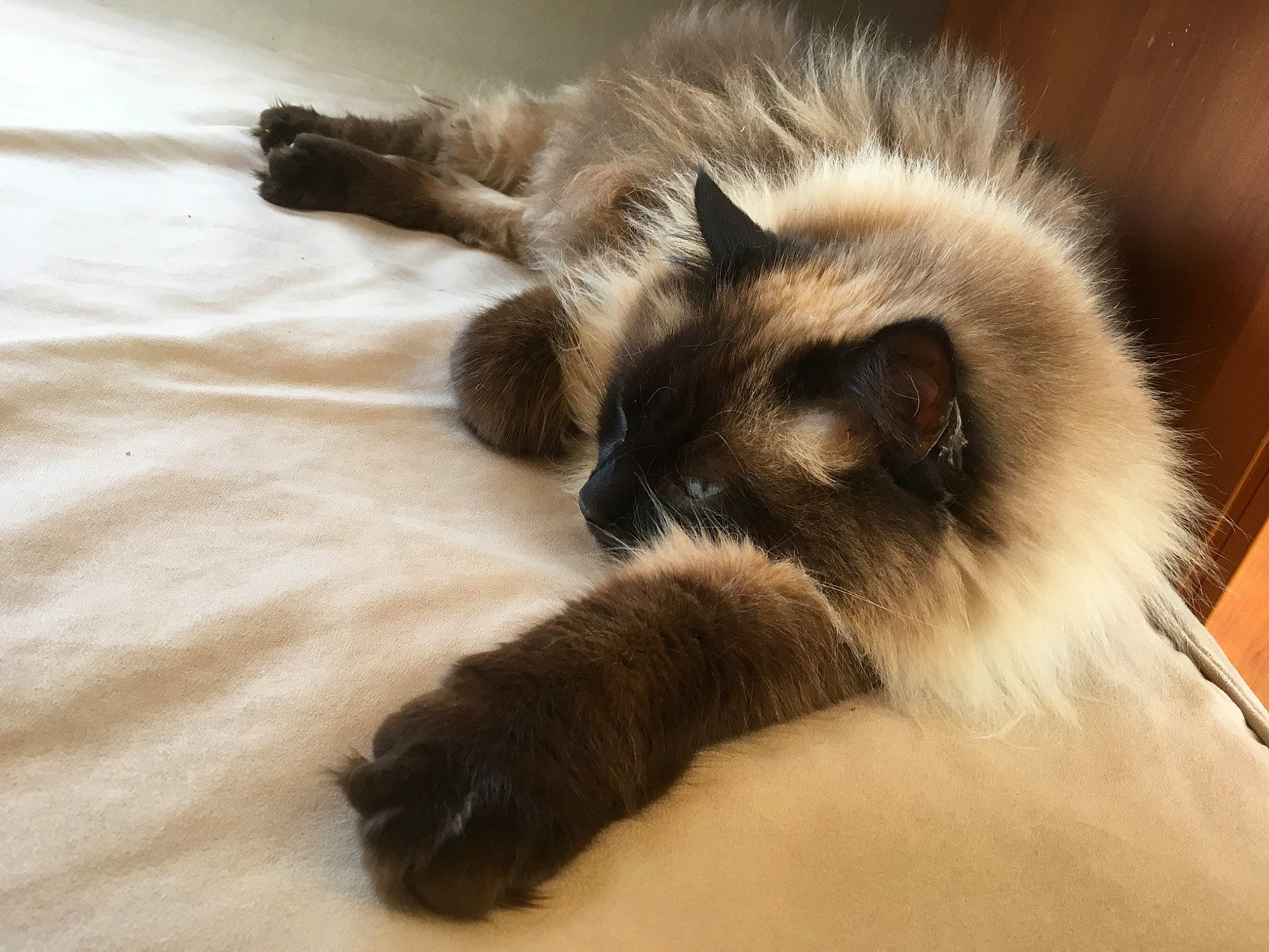 Cappuccino participe au concours pour gagner de l'argent avec cette photo : balinese, birman, carnivore, cat, claw, domestic_long_haired_cat, felidae, fur, himalayan, kitten, mammal, paw, ragdoll, siamese, small_to_medium_sized_cats, tail, thai, whiskers