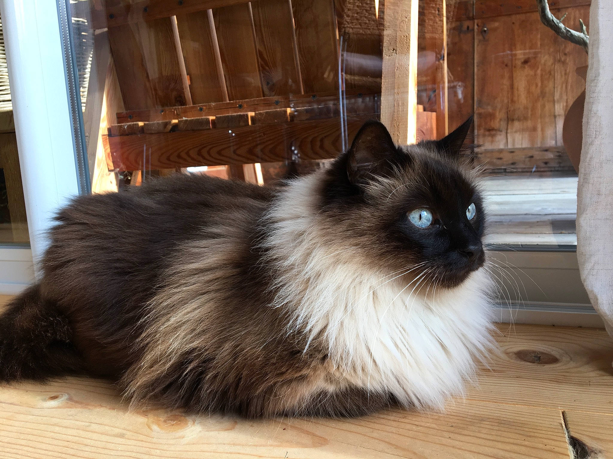 Cappuccino participe au concours pour gagner de l'argent avec cette photo : asian_semi_longhair, balinese, birman, british_longhair, british_semi_longhair, carnivore, cat, cymric, domestic_long_haired_cat, felidae, fur, himalayan, iris, mammal, persian, ragdoll, small_to_medium_sized_cats, tail, vertebrate, whiskers