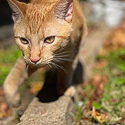 Caramelo joined the competition — help win amazing prizes! animal, blurred_background, cat, close_up, curious, edge, feline, focus, garden, grass, leaves, mammal, nature, orange_cat, outdoor, pet, portrait, sunlight, walking, whiskers