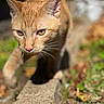 animal, blurred_background, cat, close_up, curious, edge, feline, focus, garden, grass, leaves, mammal, nature, orange_cat, outdoor, pet, portrait, sunlight, walking, whiskers