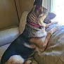 dog, german_shepherd, pet, canine, indoors, couch, window, collar, fur, tongue_out, watching, side_view, domestic_animal, animal, home, resting, seated, looking_out, ears_up, bright_light