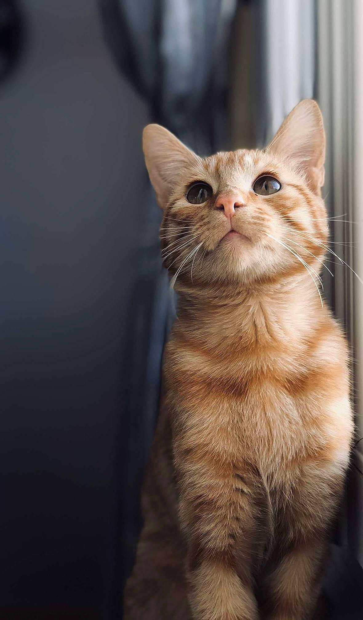 Papel participe au concours pour gagner de l'argent avec cette photo : aegean_cat, american_shorthair, arabian_mau, asian, australian_mist, carnivore, cat, domestic_short_haired_cat, ear, european_shorthair, fawn, felidae, fur, kitten, mammal, small_to_medium_sized_cats, snout, tabby_cat, vertebrate, whiskers