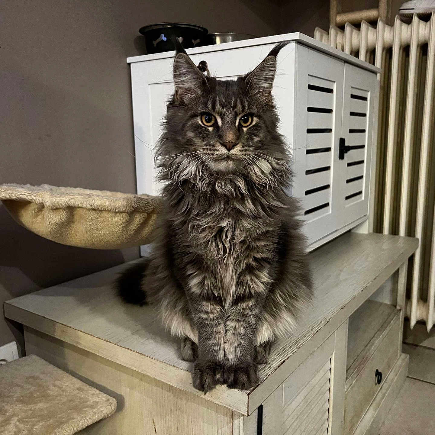 Yoshi participe au concours pour gagner de l'argent avec cette photo : animal, cat, chestofdrawers, desk, device, drawer, filingcabinet, furniture, hardwood, indoors, interiordesign, kitten, manx, pet, plywood, shelf, stainedwood, table, tabletop, wood