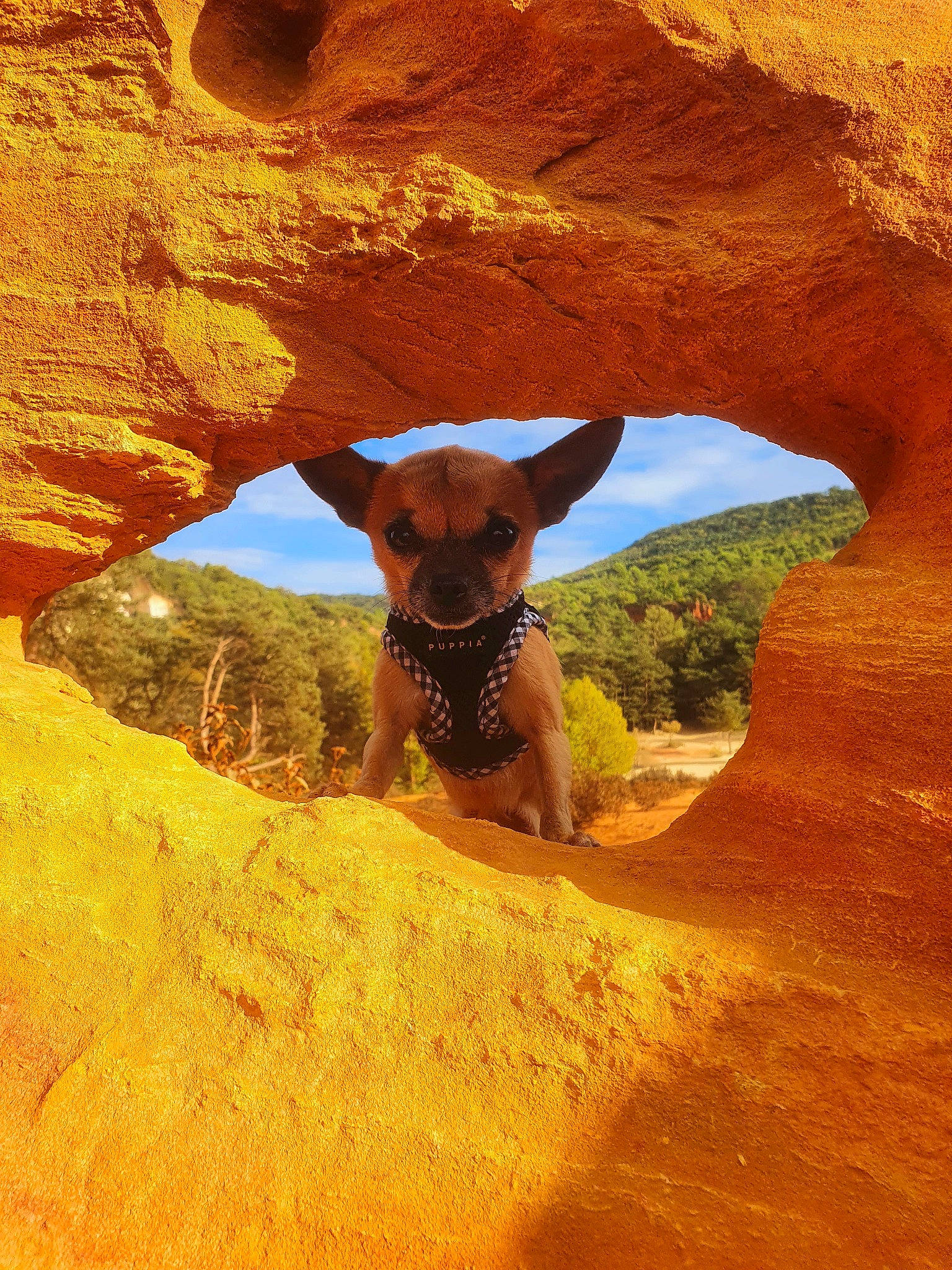 Orion participe au concours pour gagner de l'argent avec cette photo : aeolian_landform, arch, azure, bedrock, carnivore, dog, dog_breed, ecoregion, fawn, formation, geology, goggles, landscape, mountainous_landforms, natural_arch, natural_environment, plant, sky, sunglasses, tree