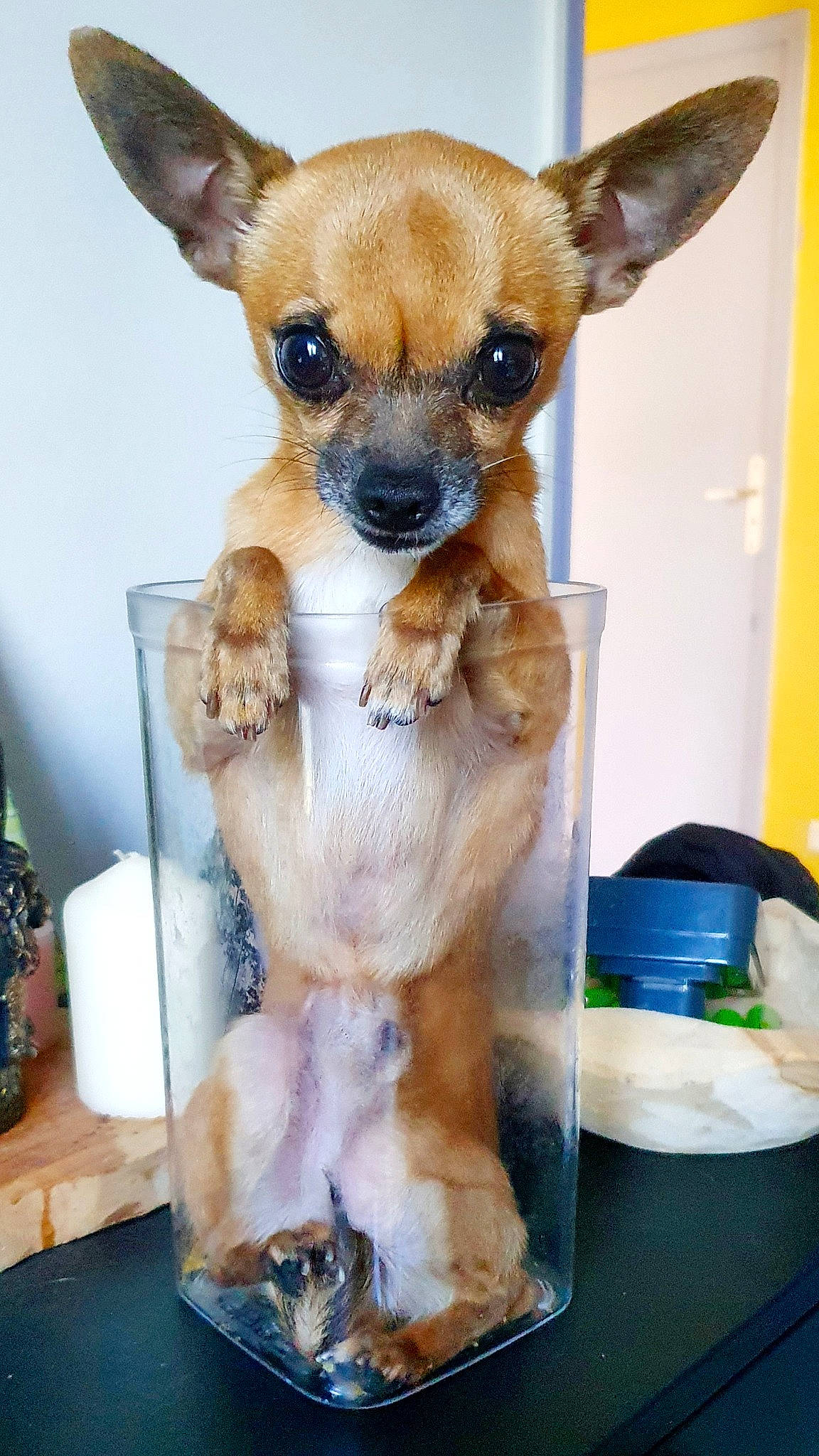 Orion participe au concours pour gagner de l'argent avec cette photo : artifact, canidae, carnivore, cat_supply, chihuahua, companion_dog, dog, dog_breed, dog_supply, ear, fawn, fur, mammal, pet_supply, snout, sporting_group, terrestrial_animal, toy_dog, whiskers, working_animal