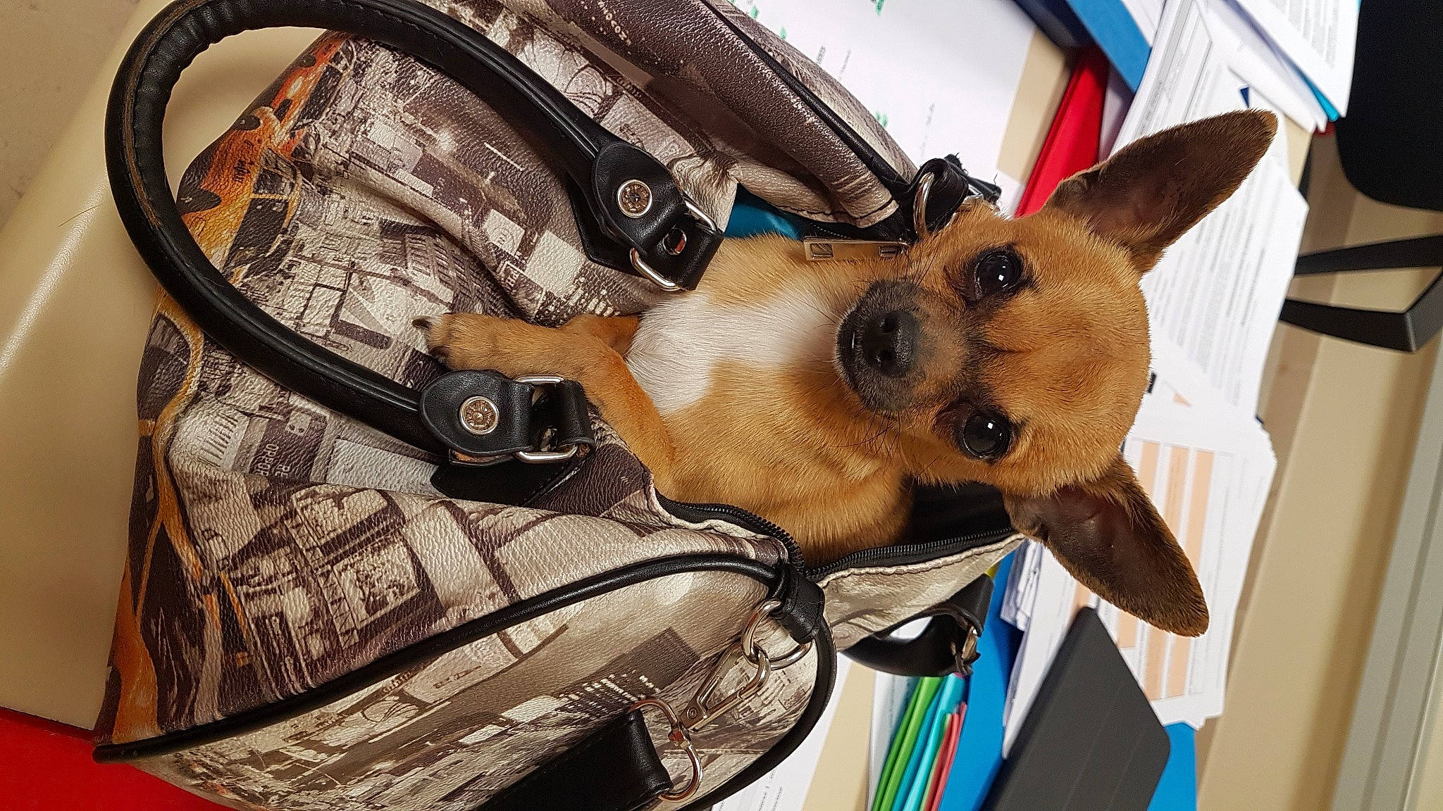 Orion participe au concours pour gagner de l'argent avec cette photo : bicycle_fork, bicycle_handlebar, bicycle_tire, bicycle_wheel, carnivore, collar, companion_dog, crankset, dog, dog_breed, dog_collar, dog_supply, eyewear, fawn, fender, groupset, snout, vehicle, vehicle_door, whiskers