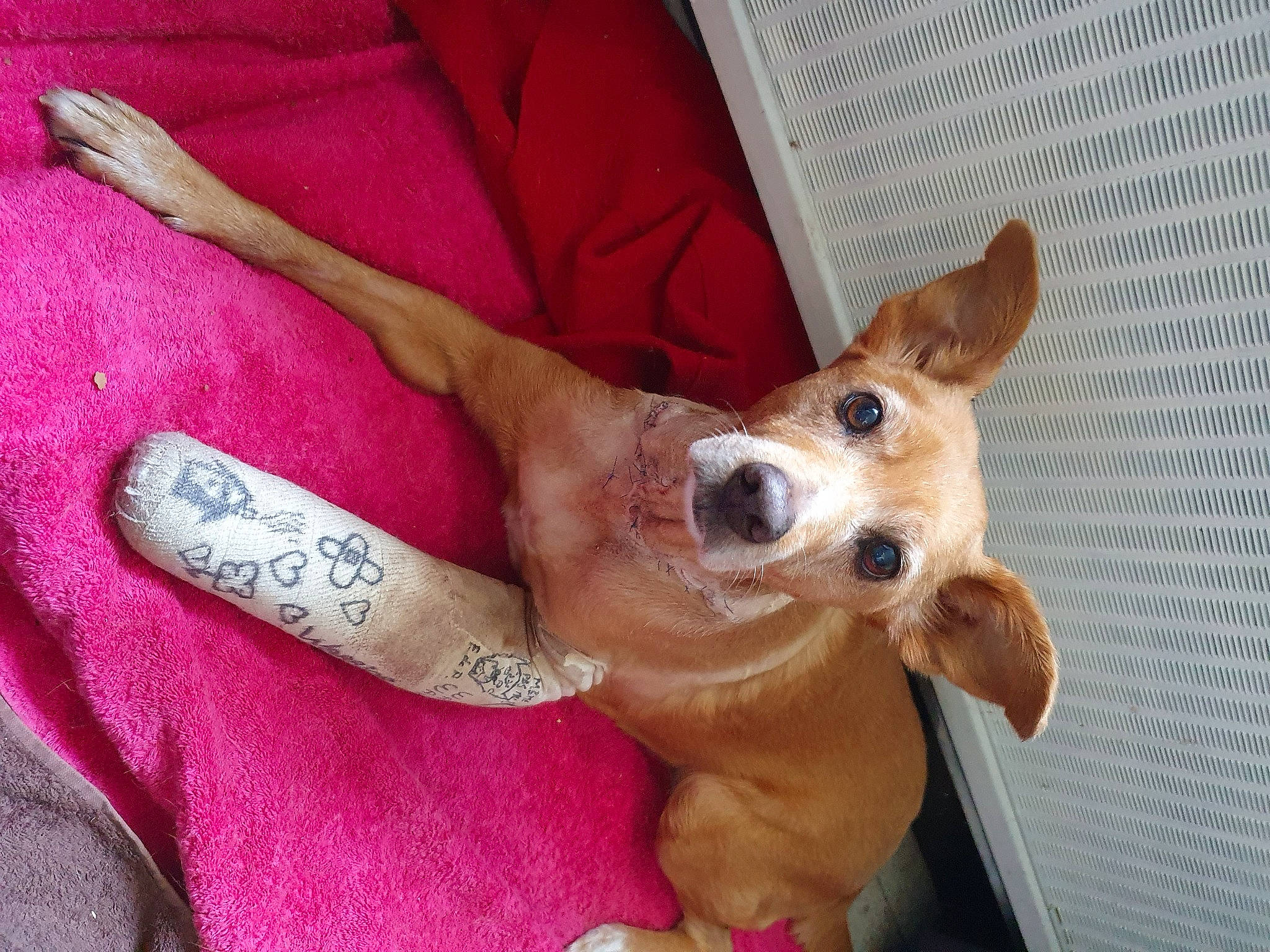 Nina a rejoint le concours — aidez-le/la à gagner de superbes lots ! canidae, carnivore, collar, comfort, companion_dog, dog, dog_breed, dog_supply, ear, fawn, foot, fur, happy, human_leg, nail, paw, toy_dog, whiskers, working_animal, wrist