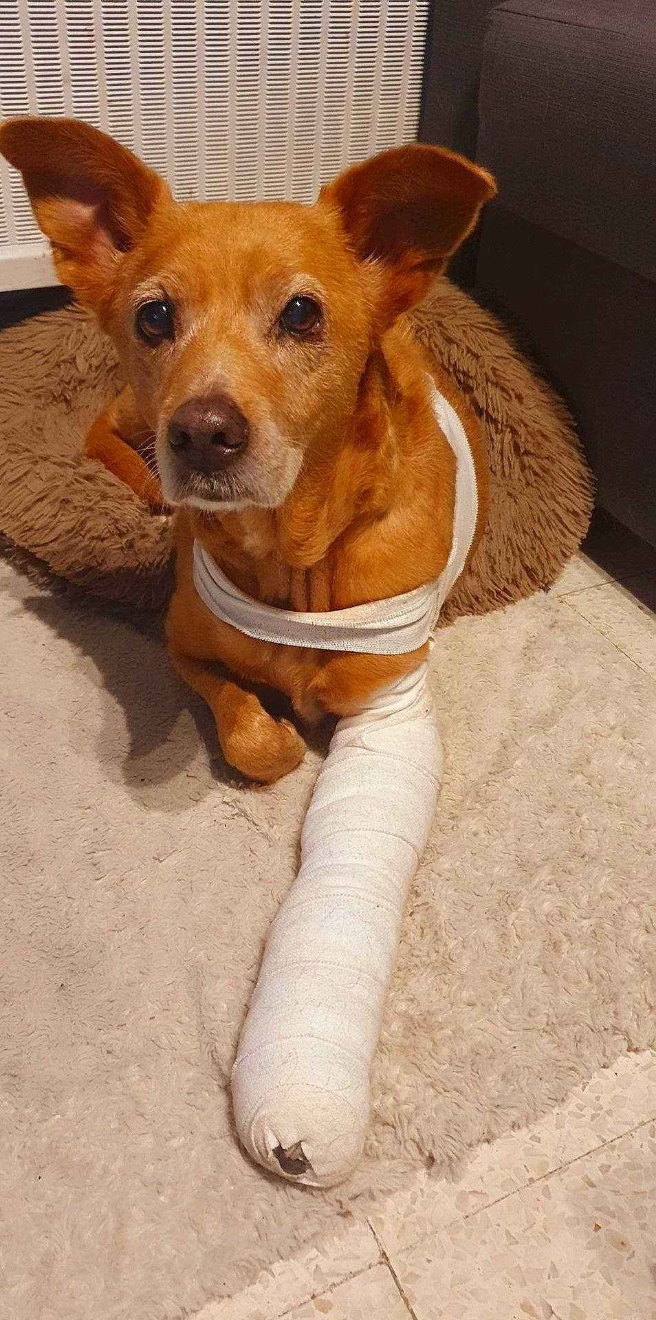 Nina participe au concours pour gagner de l'argent avec cette photo : canidae, carnivore, companion_dog, corgi_chihuahua, dog, dog_breed, dog_supply, ear, eye, fawn, fur, paw, pet_supply, snout, sporting_group, terrestrial_animal, toy_dog, whiskers, wood, working_animal