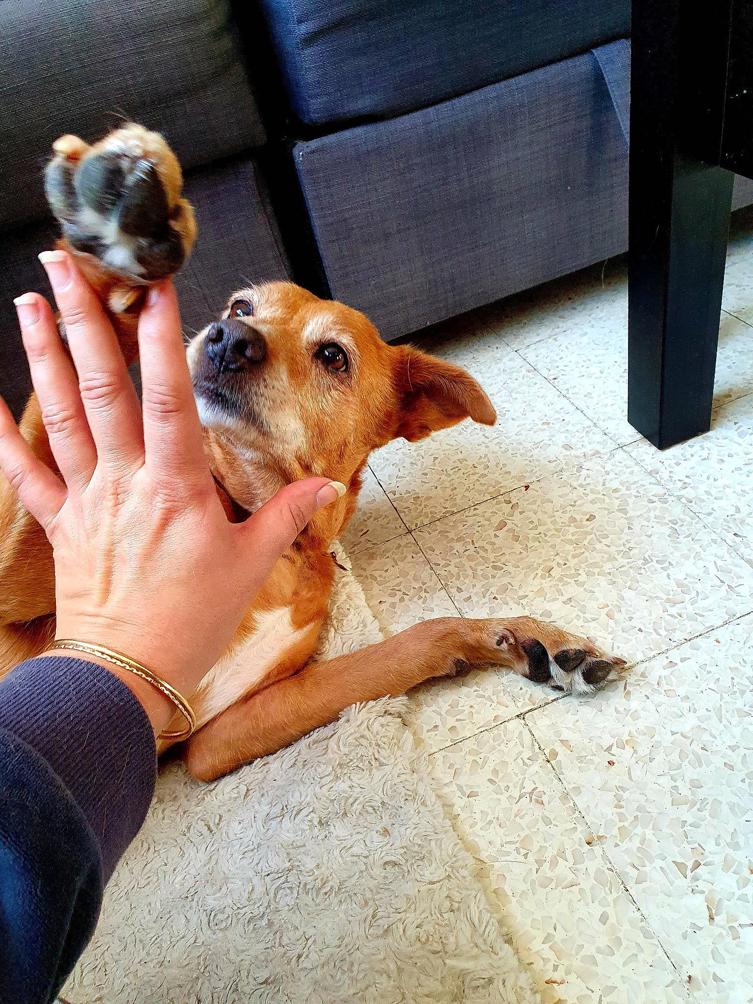 Nina participe au concours pour gagner de l'argent avec cette photo : carnivore, comfort, companion_dog, dog, dog_breed, fawn, flooring, fur, hand, nail, paw, pet_supply, puppy_love, sitting, snout, sporting_group, street_dog, wood, working_animal, wrist