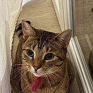 Crystal a rejoint le concours — aidez-le/la à gagner de superbes lots ! animal, cat, closeup, collar, curious, curtain, cute, domestic_cat, ears, feline, fur, indoor, looking_up, mirror, pet, pink_collar, reflection, tabby, whiskers, wood_floor