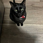 Grimmy Dickerson is registered to the contest to win money with this photo: alert, animal, black_cat, cat, collar, companion, curious, cute, domestic_cat, ears, feline, fur, green_eyes, indoor, looking_up, pet, red_collar, tail, whiskers, wooden_floor