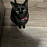 alert, animal, black_cat, cat, collar, companion, curious, cute, domestic_cat, ears, feline, fur, green_eyes, indoor, looking_up, pet, red_collar, tail, whiskers, wooden_floor