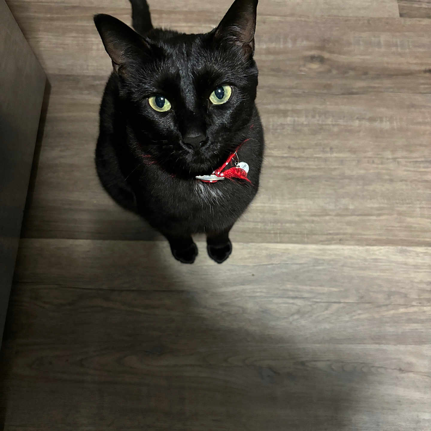 Grimmy Dickerson is registered to the contest to win money with this photo: alert, animal, black_cat, cat, collar, companion, curious, cute, domestic_cat, ears, feline, fur, green_eyes, indoor, looking_up, pet, red_collar, tail, whiskers, wooden_floor