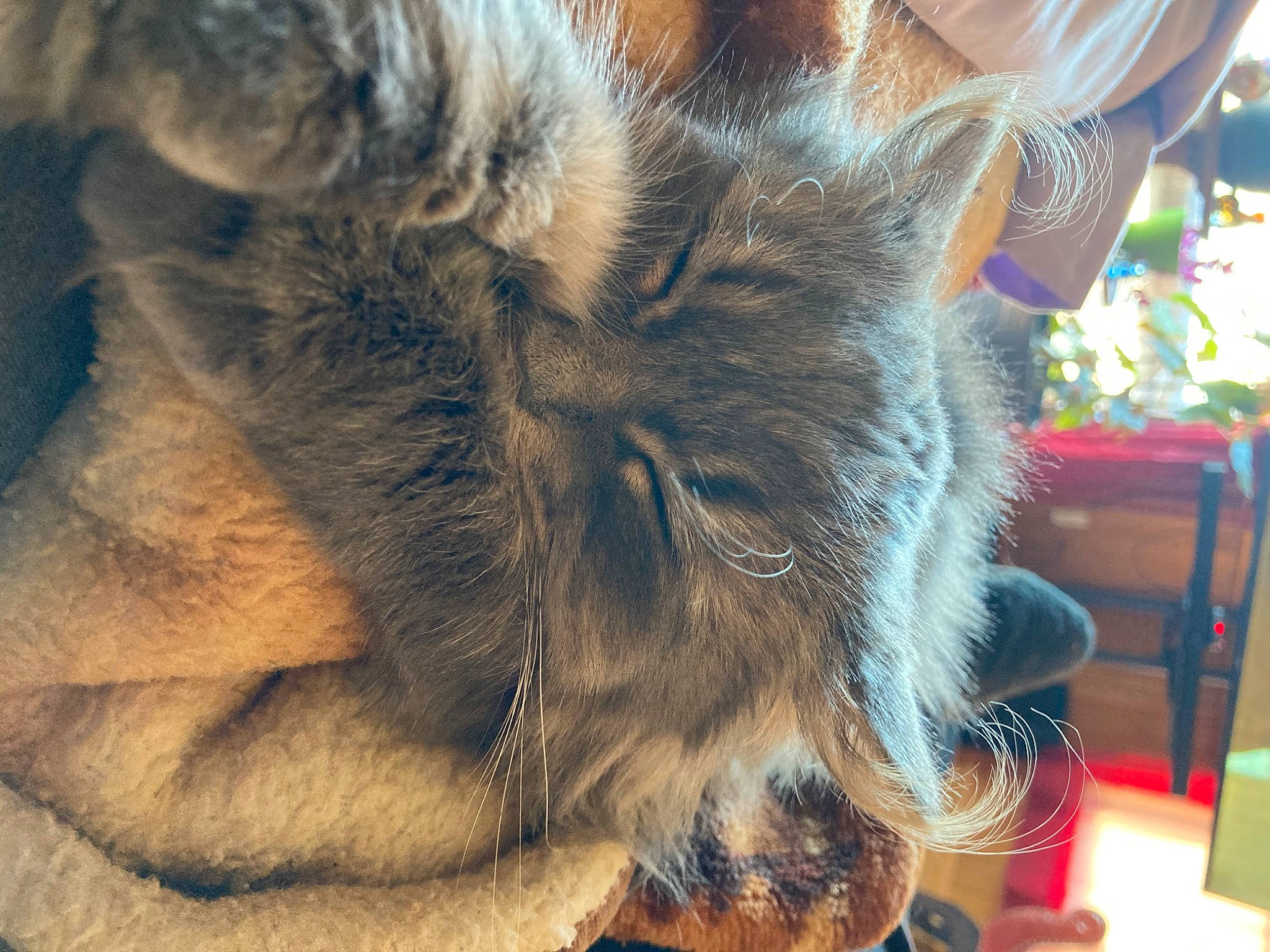 Fang is registered to the contest to win money with this photo: carnivore, cat, claw, dog_breed, domestic_short_haired_cat, ear, fawn, felidae, fur, nap, paw, small_to_medium_sized_cats, snout, terrestrial_animal, whiskers, wildlife