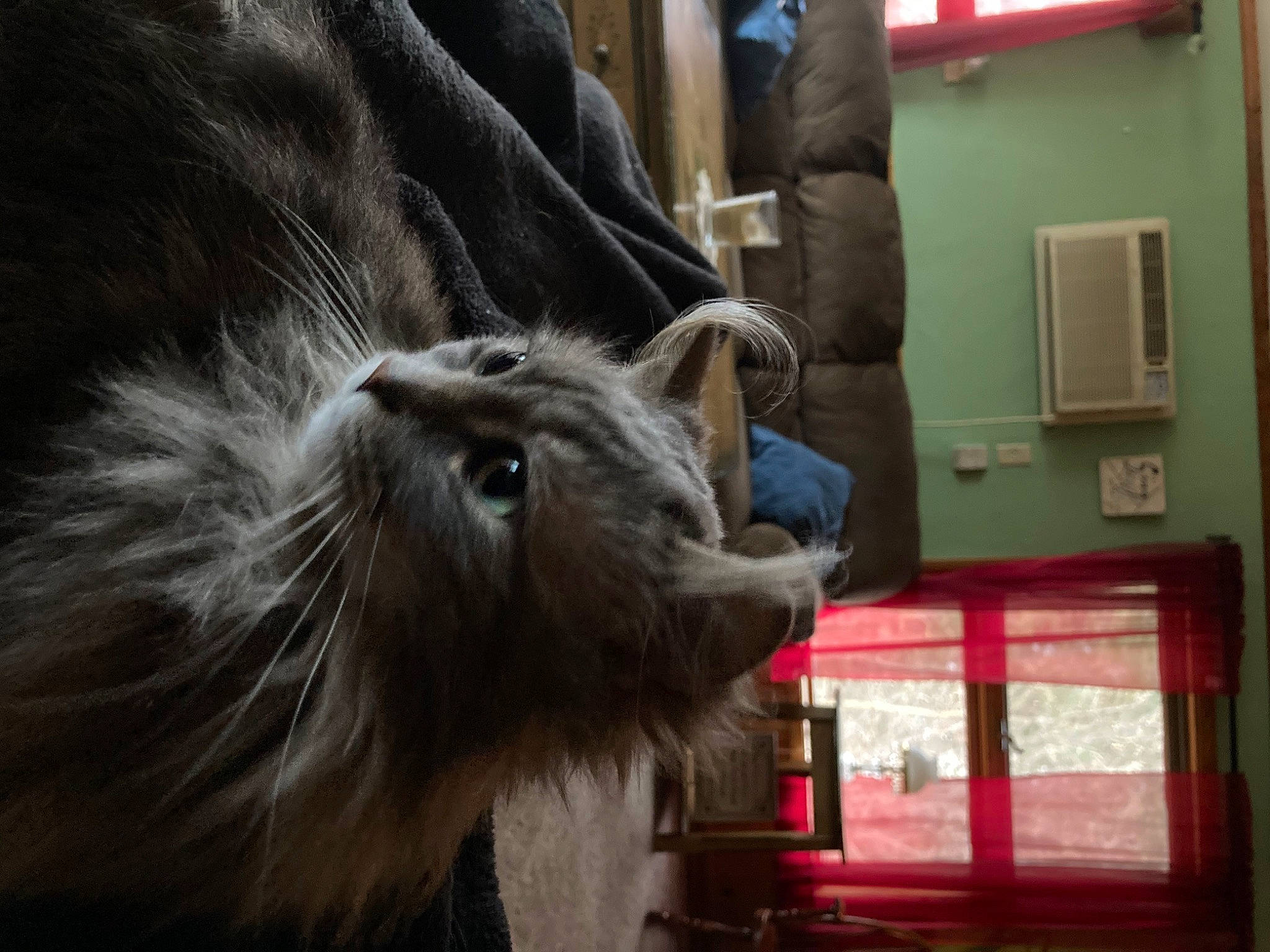 Fang is registered to the contest to win money with this photo: canidae, carnivore, cat, companion_dog, dog_breed, door, fawn, felidae, fur, grey, liver, small_to_medium_sized_cats, snout, sporting_group, tail, terrestrial_animal, whiskers, wildlife, window, working_animal