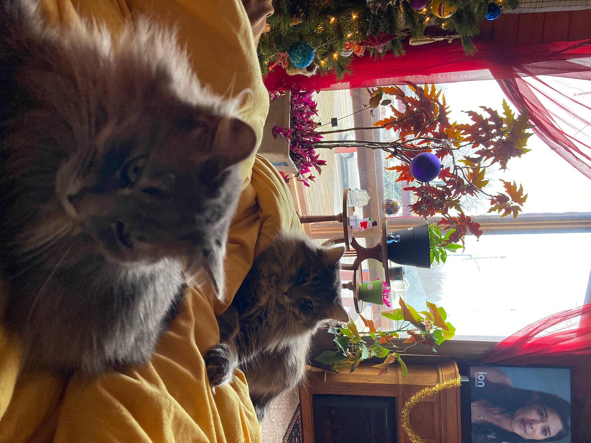 Fang is registered to the contest to win money with this photo: carnivore, cat, domestic_short_haired_cat, event, fawn, felidae, fur, ornament, plant, room, small_to_medium_sized_cats, snapshot, tail, textile, tree, whiskers, yellow