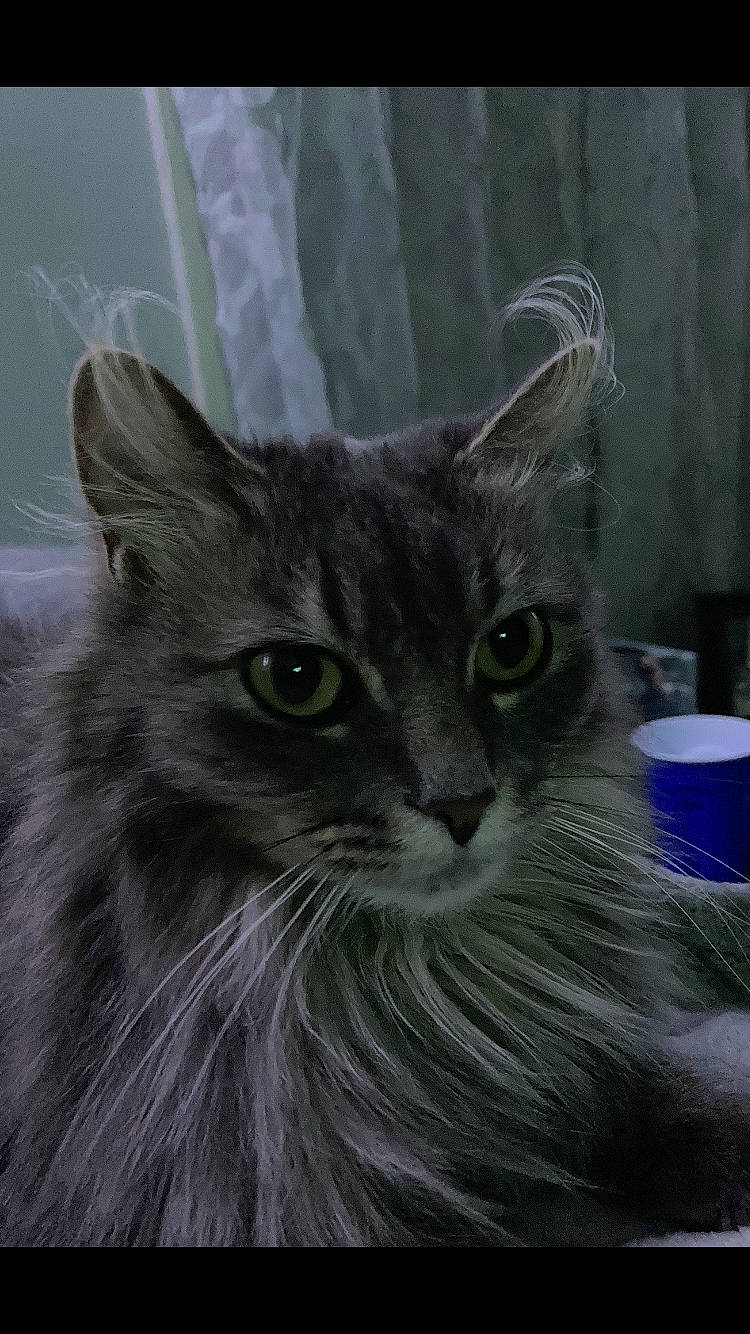 Fang joined the competition — help win amazing prizes! carnivore, cat, domestic_short_haired_cat, eye, felidae, fur, maine_coon, small_to_medium_sized_cats, snout, terrestrial_animal, whiskers, window