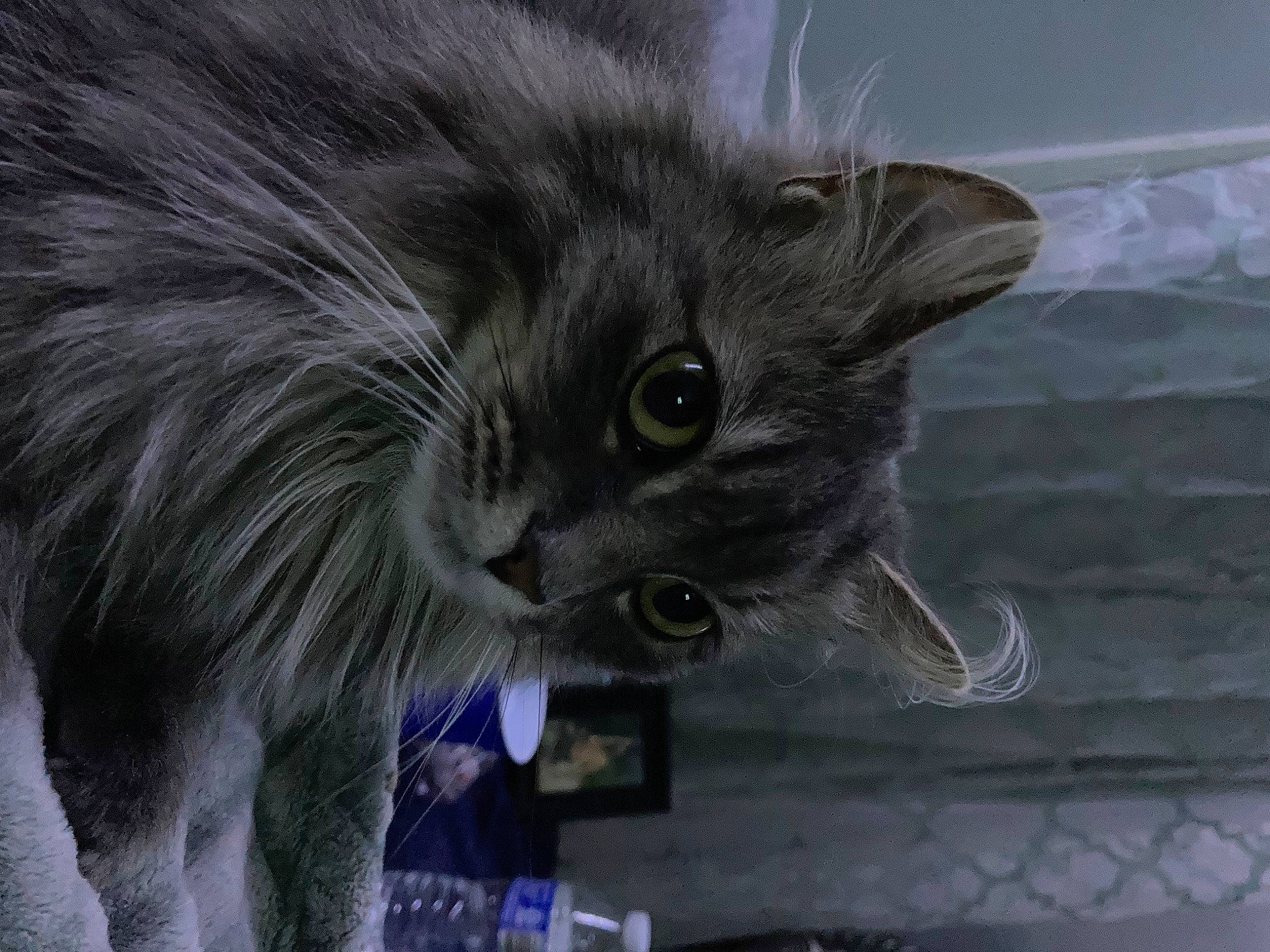 Fang is registered to the contest to win money with this photo: british_longhair, carnivore, cat, electric_blue, fawn, felidae, fur, grey, small_to_medium_sized_cats, snout, tail, whiskers