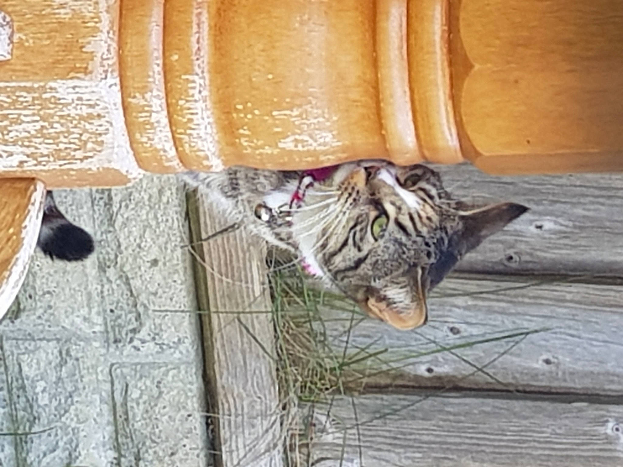 Lillyann is registered to the contest to win money with this photo: big_cats, carnivore, domestic_short_haired_cat, fawn, felidae, foot, fur, hardwood, human_leg, pattern, small_to_medium_sized_cats, snout, tail, terrestrial_animal, tree, trunk, whiskers, wildlife, window, wood