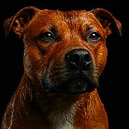 Venum a rejoint le concours — aidez-le/la à gagner de superbes lots ! dog, wet, portrait, close_up, brown_fur, black_background, animal, pet, canine, glossy, droplets, fur_texture, alert, ears, snout, whiskers, muzzle, expression, studio_lighting, macro