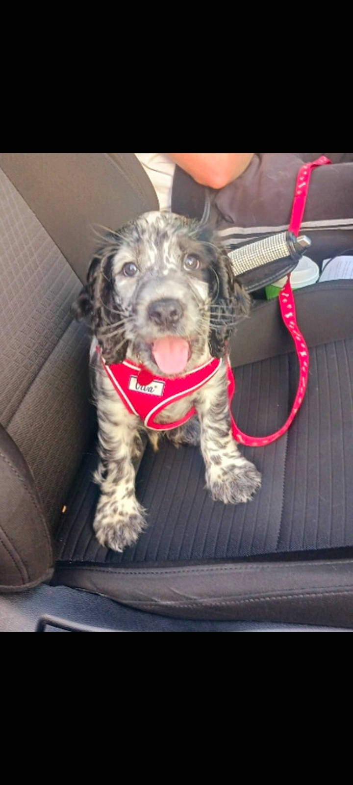 Blade is registered to the contest to win money with this photo: auto_part, canidae, carnivore, collar, companion_dog, dog, dog_breed, dog_collar, fur, paw, pointing_breed, schnauzer, snout, spaniel, sporting_group, terrier, toy_dog, vehicle, water_dog, working_animal