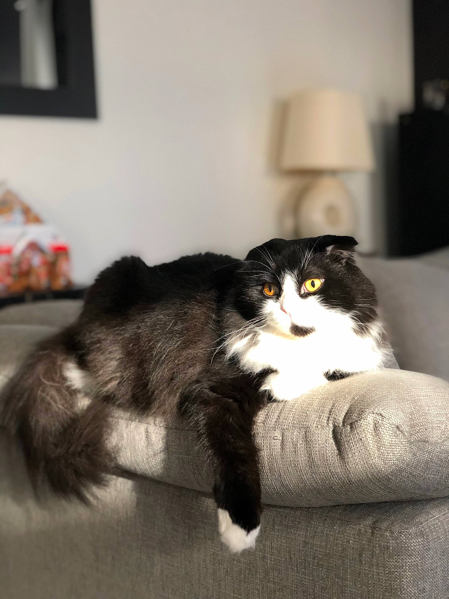 Parker participe au concours pour gagner de l'argent avec cette photo : carnivore, cat, comfort, couch, domestic_short_haired_cat, felidae, flooring, fur, grey, hardwood, lamp, lampshade, living_room, picture_frame, room, sitting, small_to_medium_sized_cats, tail, whiskers, wood