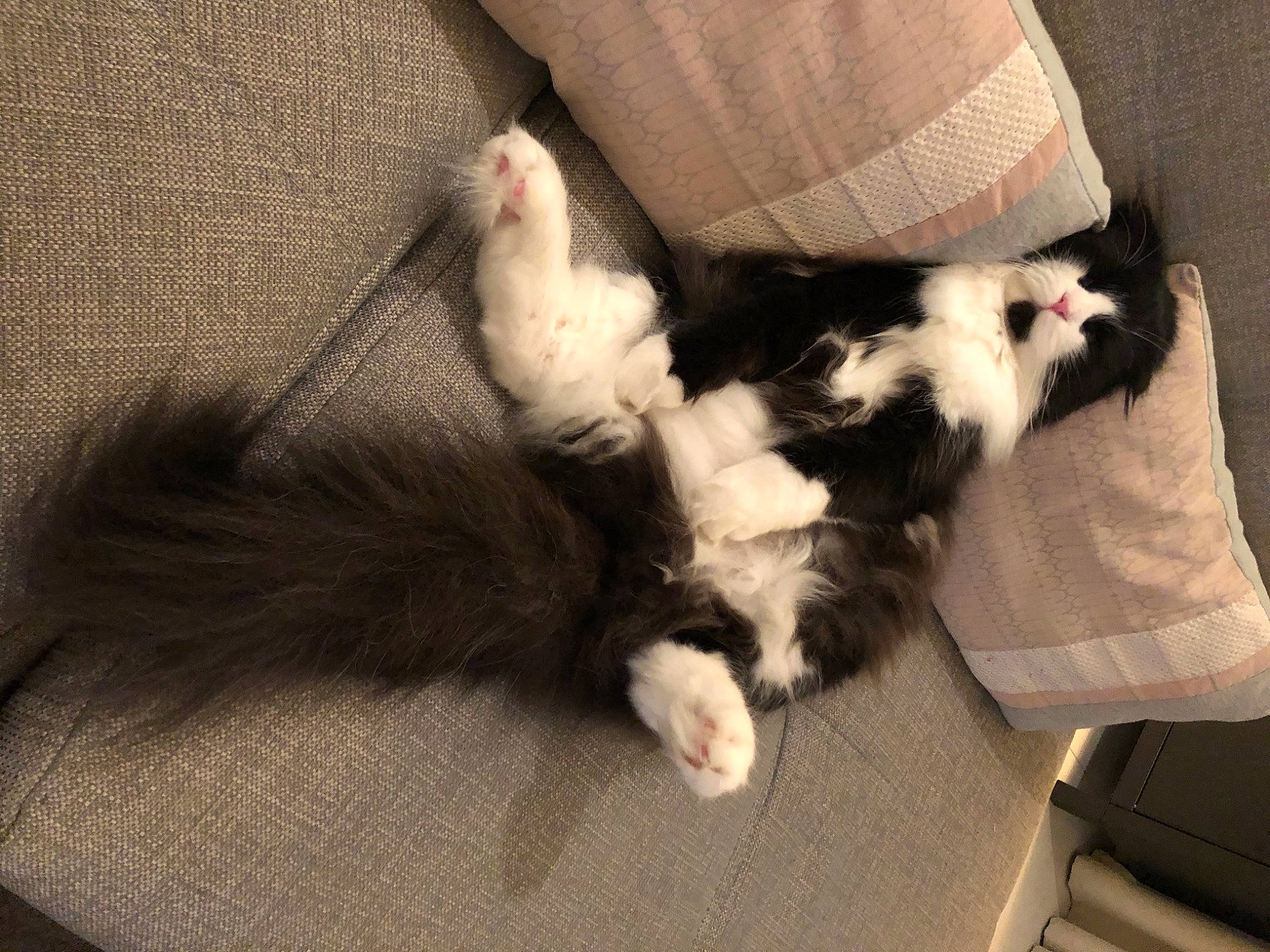 Parker participe au concours pour gagner de l'argent avec cette photo : canidae, carnivore, cat, claw, comfort, companion_dog, dog_breed, felidae, flooring, fur, hardwood, human_leg, lap, paw, small_to_medium_sized_cats, sporting_group, tail, toy_dog, whiskers, wood