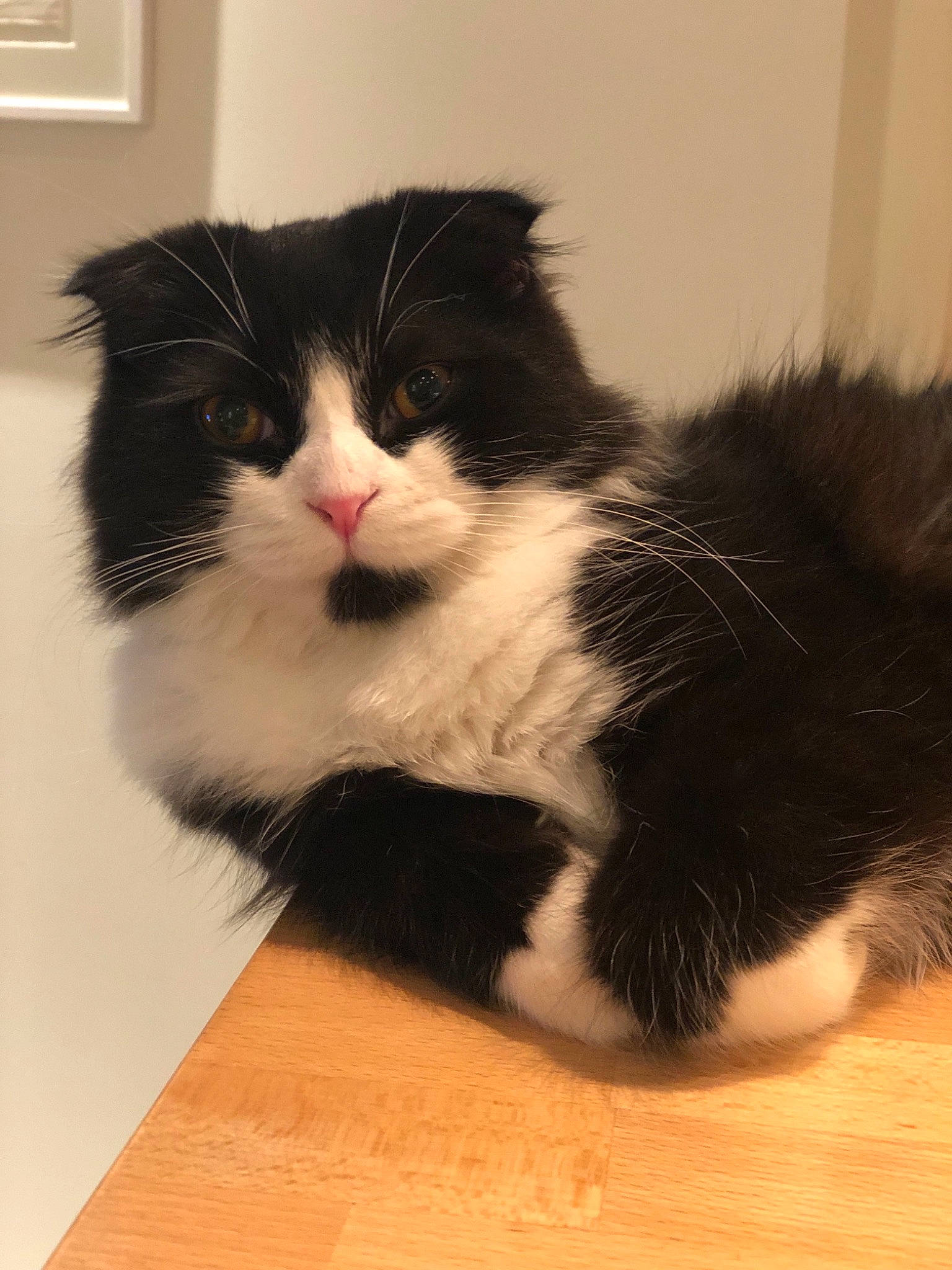 Parker a rejoint le concours — aidez-le/la à gagner de superbes lots ! carnivore, cat, claw, domestic_short_haired_cat, door_mat, felidae, floor, flooring, foot, fur, hardwood, paw, small_to_medium_sized_cats, snout, tail, terrestrial_animal, whiskers, window, wood, wood_flooring