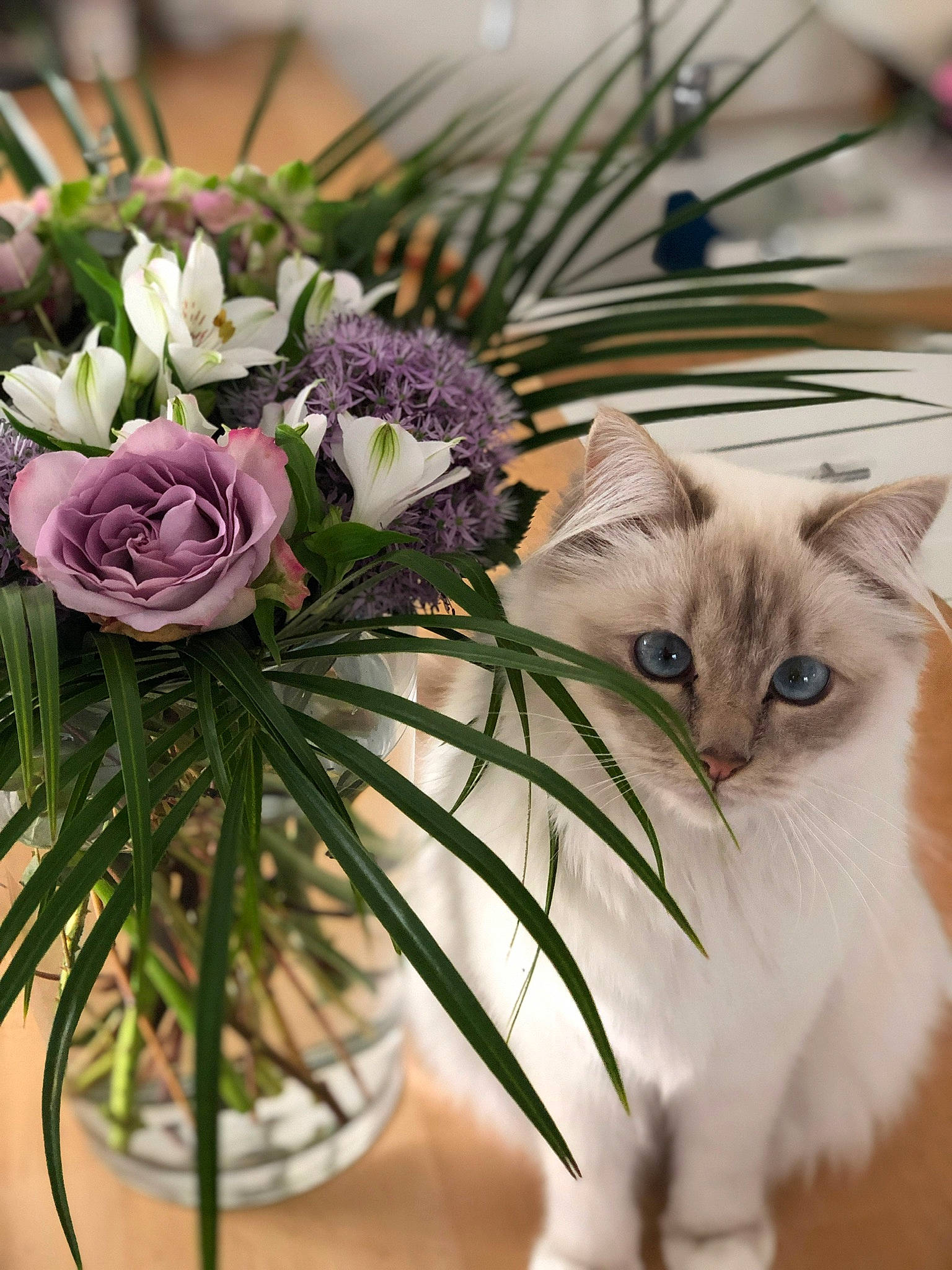 Narnia a rejoint le concours — aidez-le/la à gagner de superbes lots ! artificial_flower, botany, branch, carnivore, cat, event, felidae, flower, flower_arranging, flowering_plant, flowerpot, grass, houseplant, leaf, petal, plant, small_to_medium_sized_cats, twig, whiskers, white
