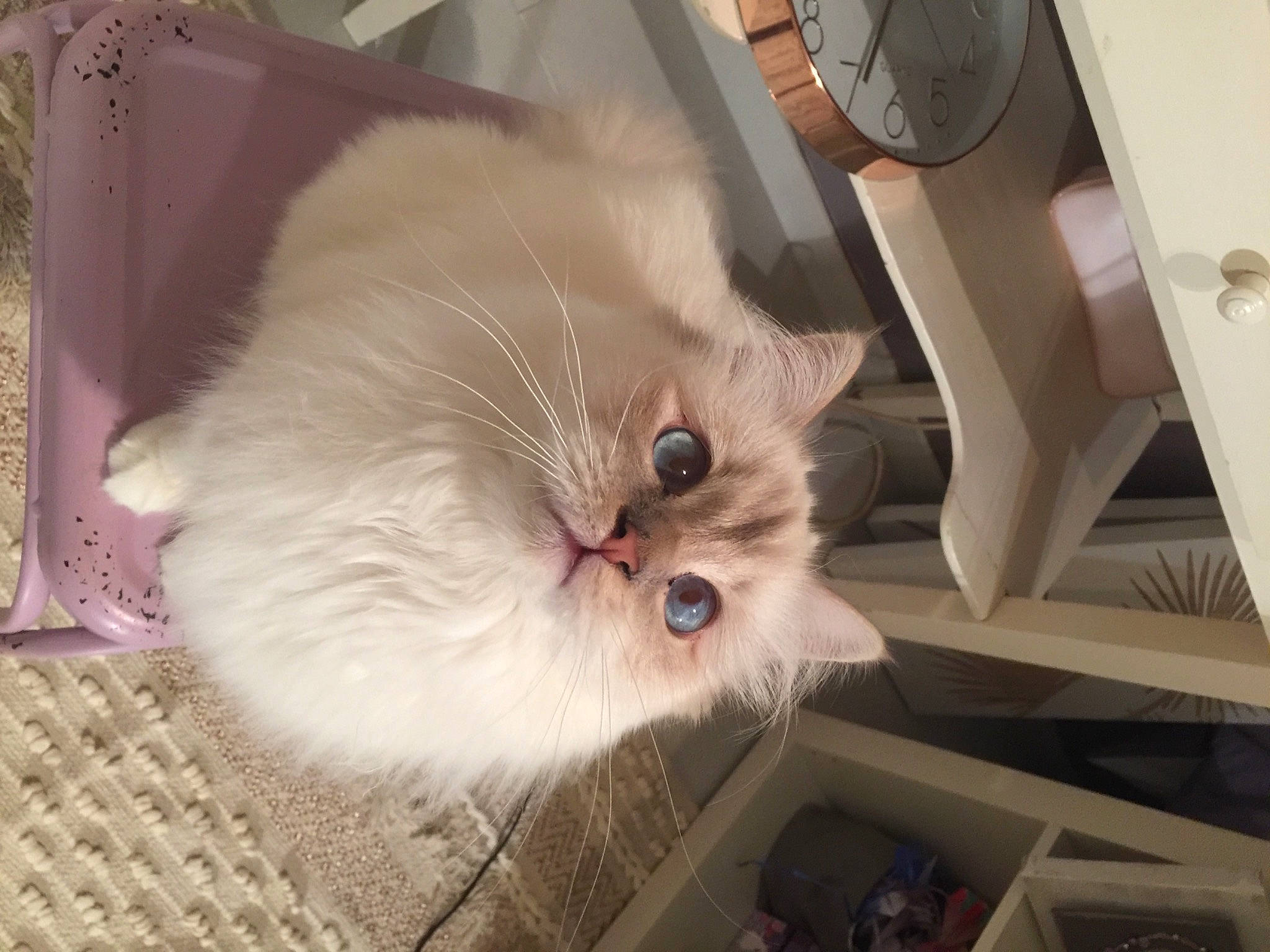 Narnia a rejoint le concours — aidez-le/la à gagner de superbes lots ! box, carnivore, cat, fawn, felidae, flooring, fur, hardwood, mechanical_fan, paw, plant, small_to_medium_sized_cats, snout, tail, whiskers, wood