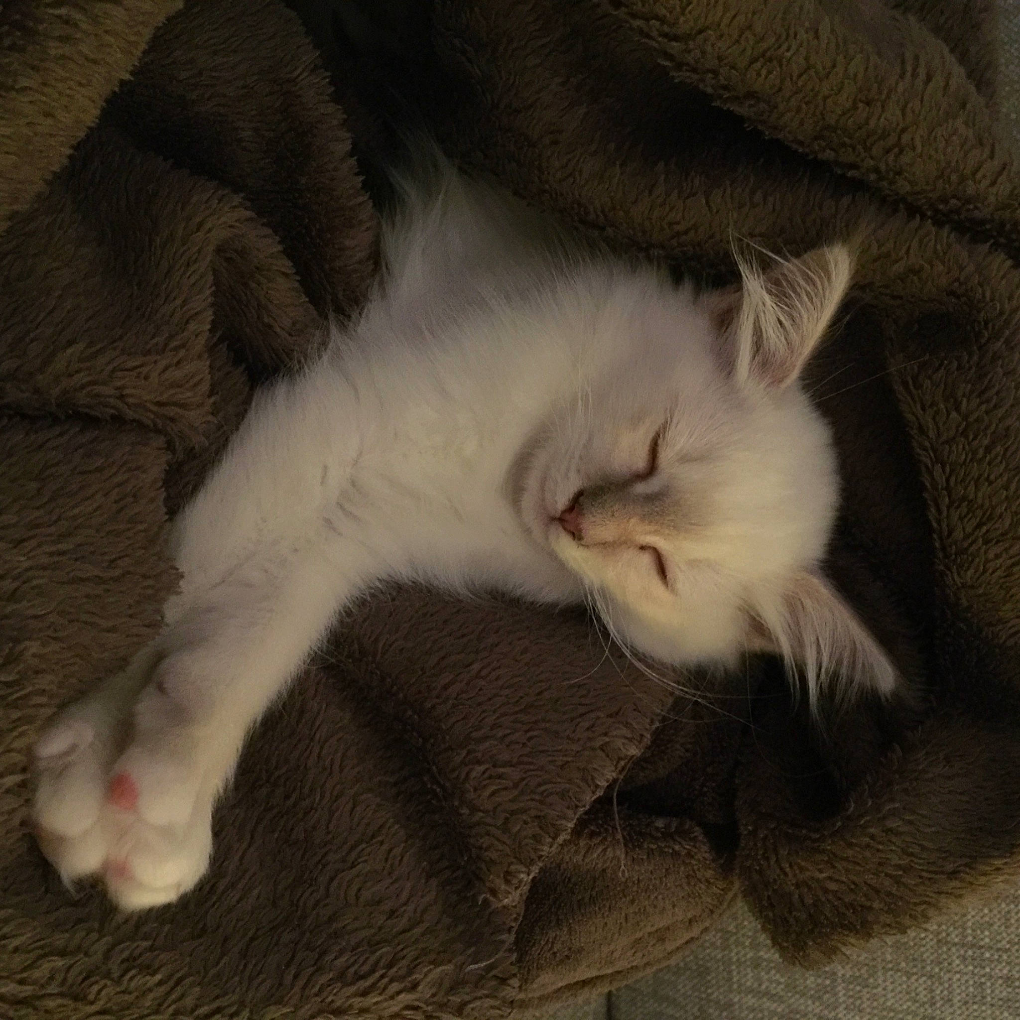 Narnia participe au concours pour gagner de l'argent avec cette photo : balinese, carnivore, cat, claw, comfort, domestic_short_haired_cat, ear, fawn, felidae, fur, nap, paw, sleep, small_to_medium_sized_cats, snout, tail, terrestrial_animal, whiskers