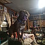 Bruiser is registered to the contest to win money with this photo: american_flag, blanket, boots, brown_dog, cat, chair, clutter, couch, curtains, dog, electronics, furniture, indoor, lamp, living_room, person, pet, relaxing, shelf, table