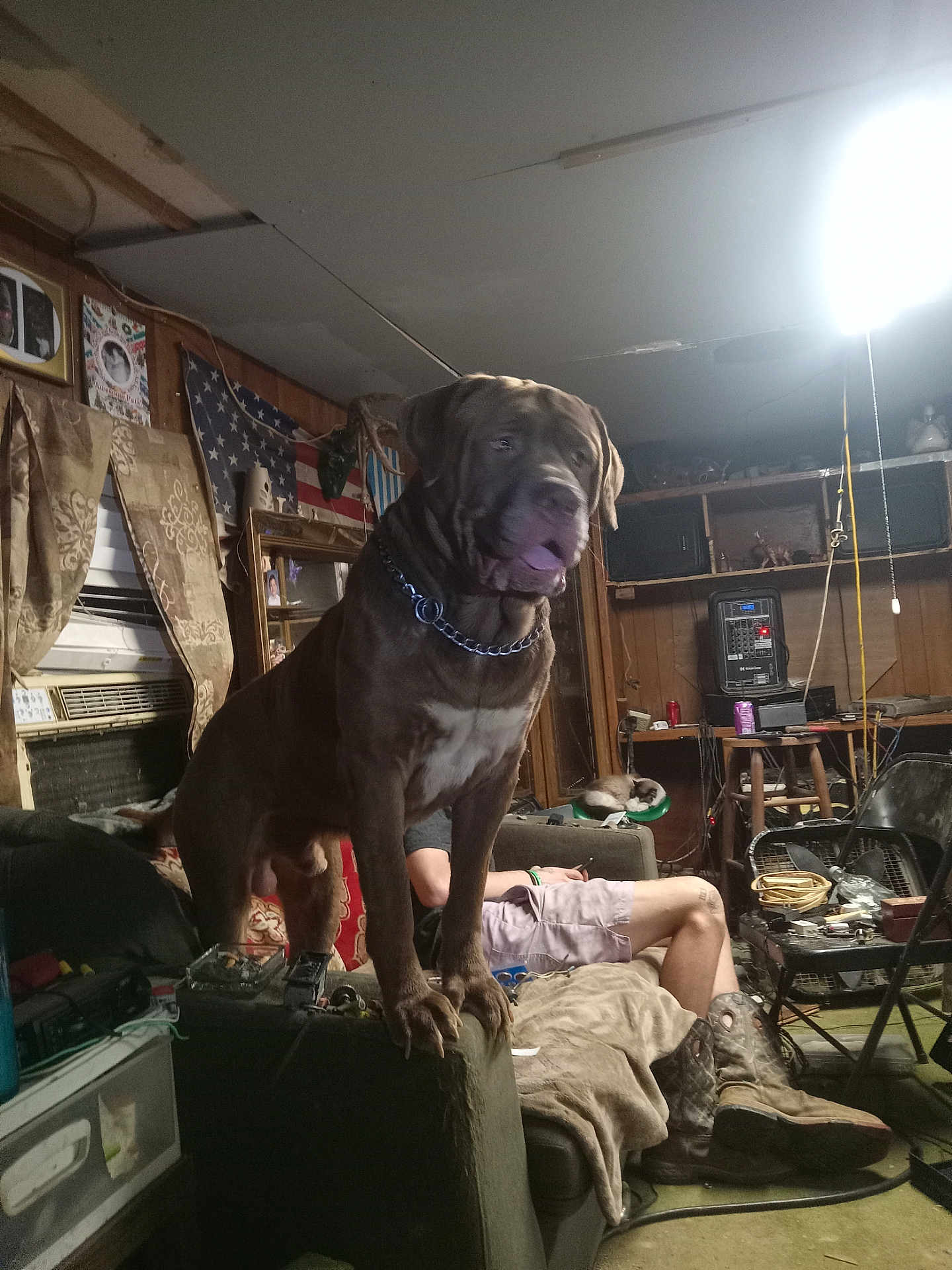 Bruiser