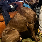 Bruiser is registered to the contest to win money with this photo: animal, blue_collar, brown_dog, canine, carpet, couch, dog, electronics, floor, furniture, household, indoor, living_room, paw, person_partial, pet, seated_dog, side_view, tail, technology