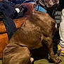 animal, blue_collar, brown_dog, canine, carpet, couch, dog, electronics, floor, furniture, household, indoor, living_room, paw, person_partial, pet, seated_dog, side_view, tail, technology