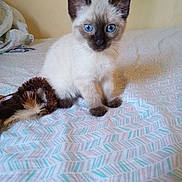 Luca is registered to the contest to win money with this photo: kitten, cat, siamese, blue_eyes, bedspread, toy, indoor, feline, pet, animal, fur, whiskers, ears, paws, curious, young, small, cute, domestic, resting