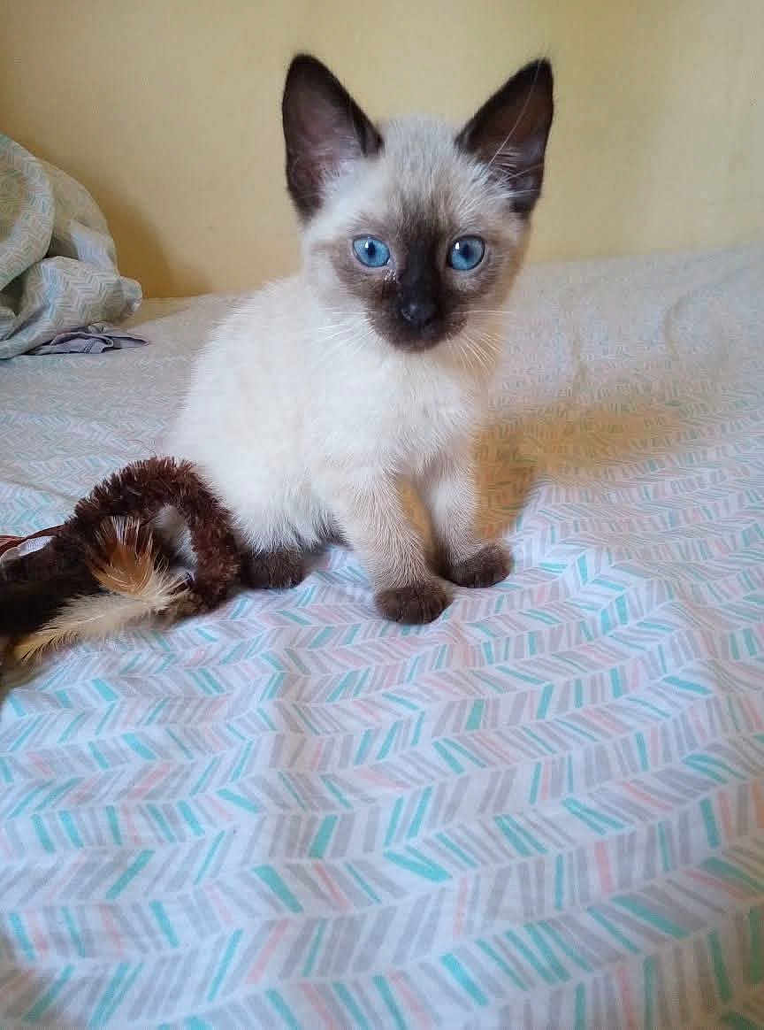 Luca