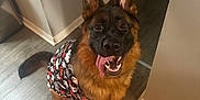 Ruby is registered to the contest to win money with this photo: dog, german_shepherd, canine, pet, animal, indoor, floor, wooden_floor, clothing, shirt, halloween, ghosts, pumpkins, tongue_out, happy, playful, ears_up, looking_up, sitting, smiling