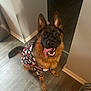 dog, german_shepherd, canine, pet, animal, indoor, floor, wooden_floor, clothing, shirt, halloween, ghosts, pumpkins, tongue_out, happy, playful, ears_up, looking_up, sitting, smiling