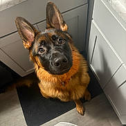 Ruby joined the competition — help win amazing prizes! dog, german_shepherd, pet, animal, indoor, kitchen, floor, mat, cabinet, countertop, brown_fur, black_fur, ears, face, looking_up, curious, domestic, canine, fur, collar